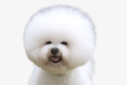 山口県でビションフリーゼのブリーダーを探す