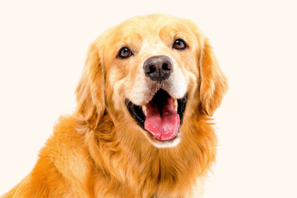 山口県でゴールデンレトリーバーのブリーダーを探す