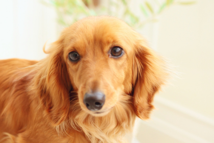 山口県でミニチュアダックスフンドのブリーダーを探す