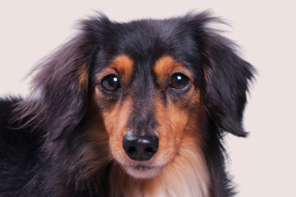 山口県でミニチュアダックスフンド(ロングヘアード)のブリーダーを探す