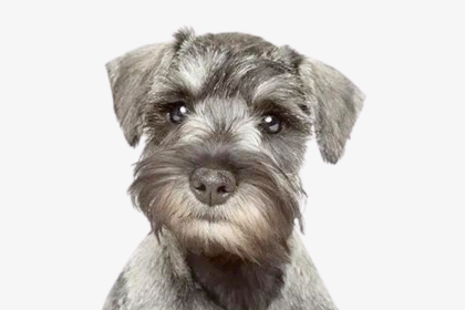 山口県でミニチュアシュナウザーのブリーダーを探す
