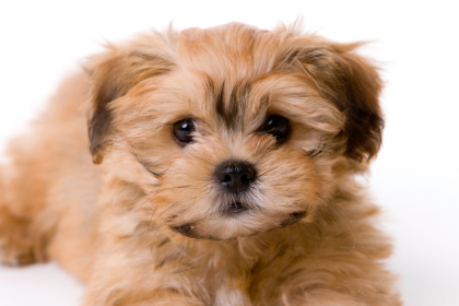 山口県でミックス犬のブリーダーを探す