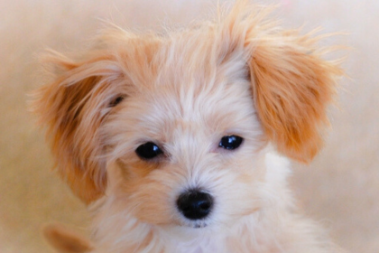 山口県でチワプー:チワワ×トイプードルのブリーダーを探す