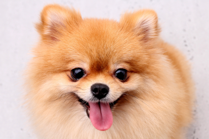 山口県でポメラニアンのブリーダーを探す