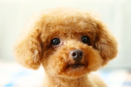 山口県でタイニープードルのブリーダーを探す