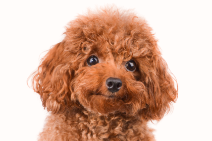 山口県でトイプードルのブリーダーを探す